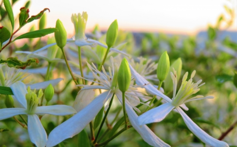 「寸志」とは?意味や使い方、どういう時に使う?