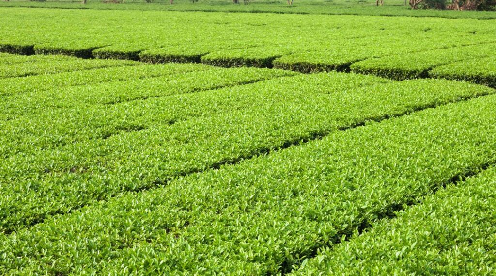 青田買いとは？意味・使い方・ビジネスでの活用法を解説