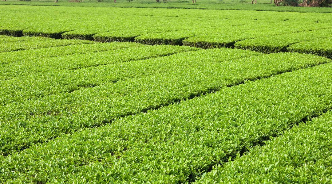 青田買いとは？意味・使い方・ビジネスでの活用法を解説