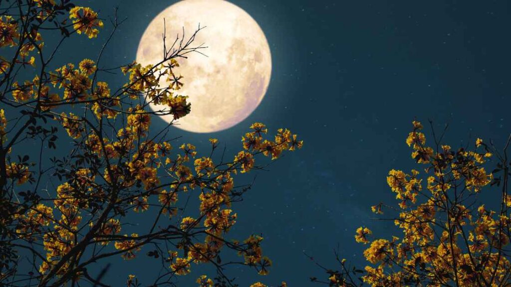 家庭でできるお月見の楽しみ方!