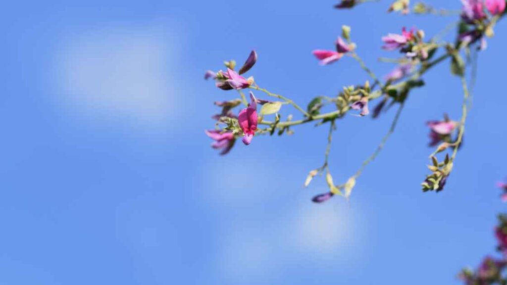 中秋の名月に飾りたいもの一覧